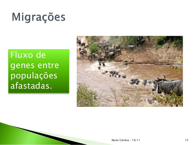 Fig60: Contributos da migração na teoria do neodarwinismo