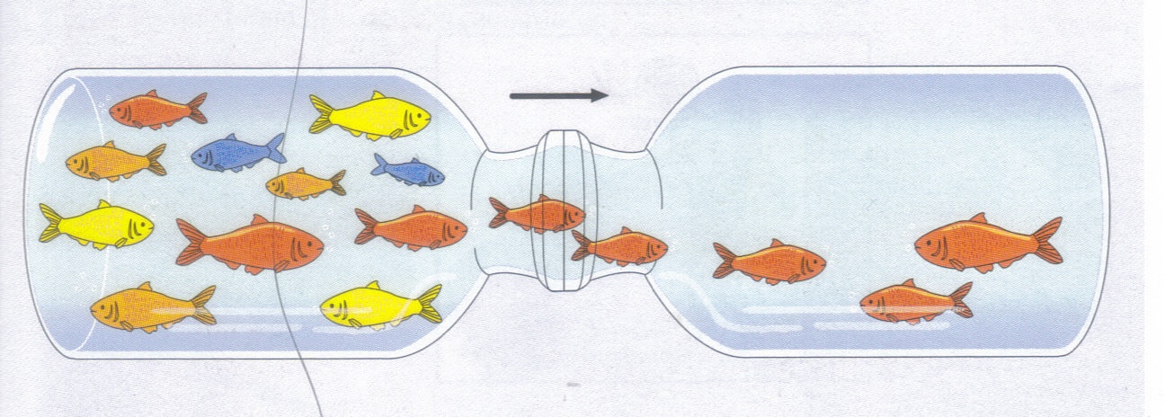 Fig62: Efeito gargalo