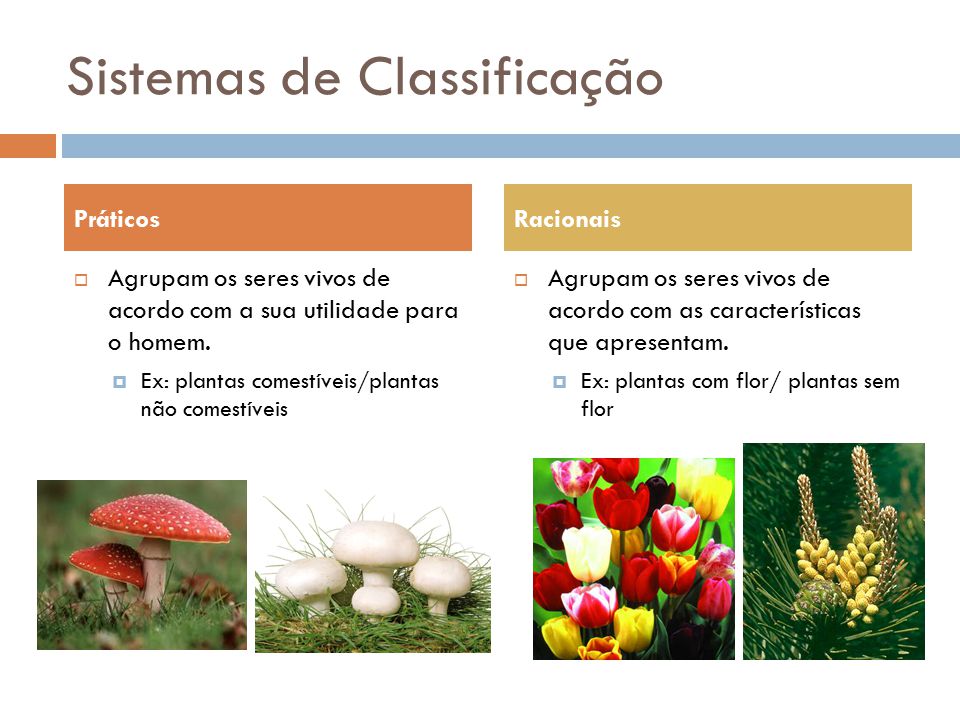 Fig66: Sistemas de classificação práticos e racionais