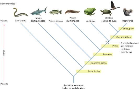 Fig71: Árvore filogenética