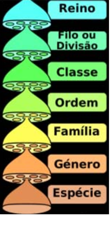 Fig74: Níveis taxonómicos