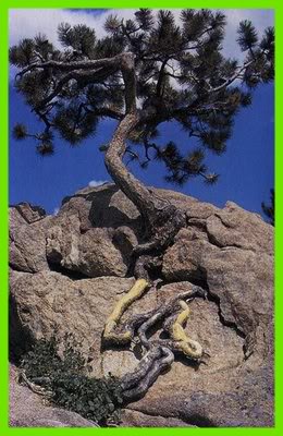 Fig14: Ação dos seres vivos na meteorização mecância das rochas