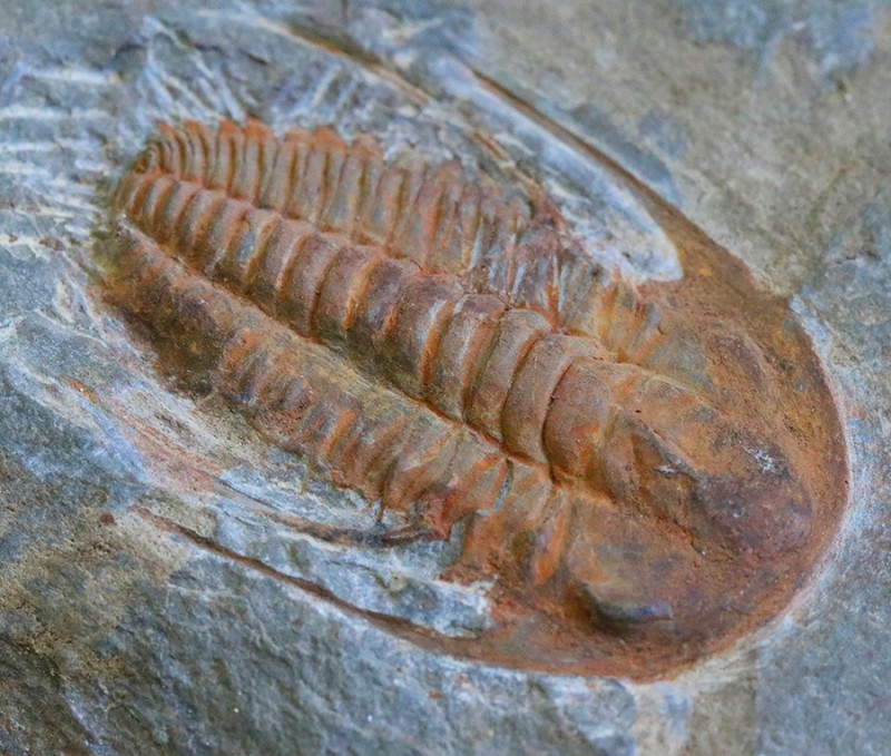 Fig46: Trilobite (fóssil de idade)