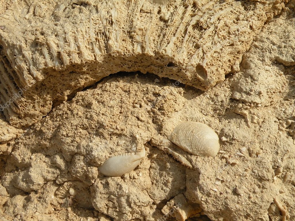 Fig47: Corais (fósseis de fácies)