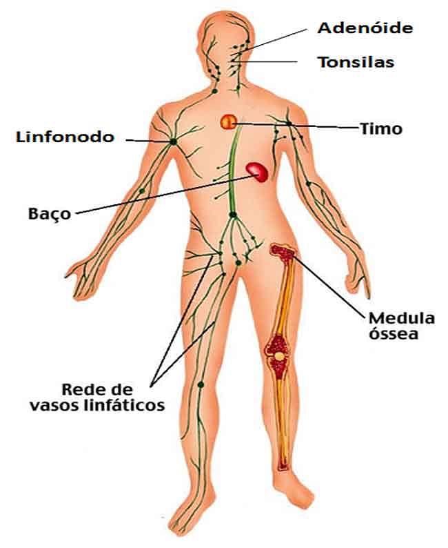 Fig.6: Sistema imunitário Humano