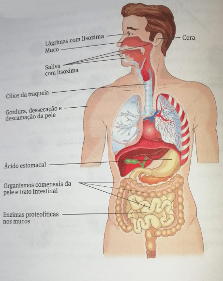 Fig.10: Principais barreiras mecãncias, químicas e celulares