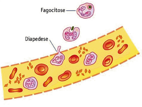 Fig.7: Fenómenos de diapedese e fagocitose