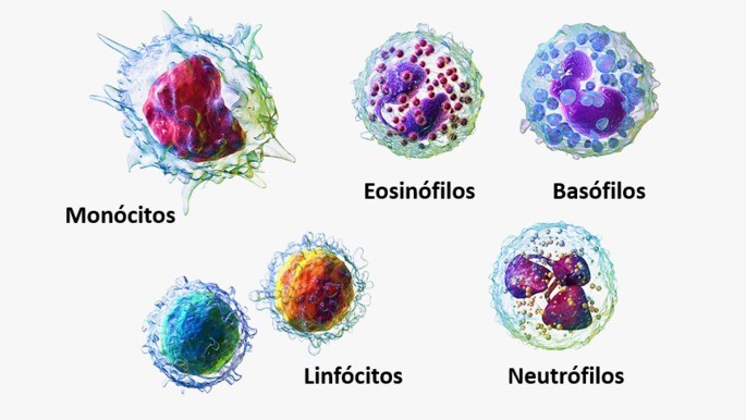 Fig.8: Tipos de leucócitos