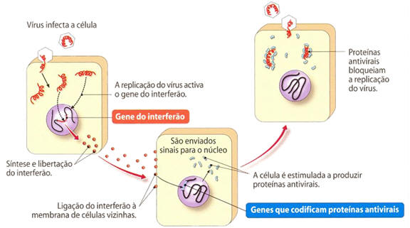 Fig.13: Processo de defesa não-específica dos interferões