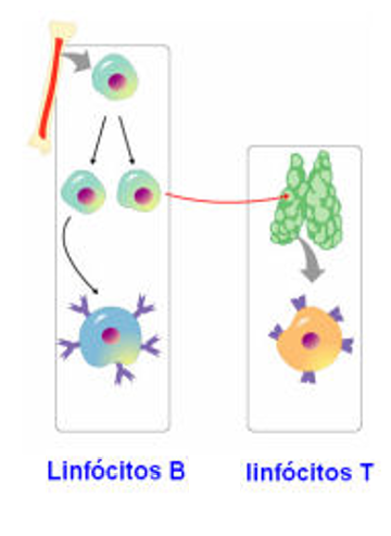 Fig.15: Formação de linfócitos B e T