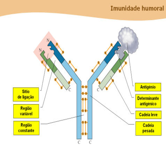 Fig.17: Estrutura de um anticorpo