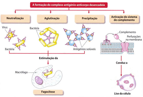 Fig.19: Processos de inativação dos antigénios pelos anticorpos