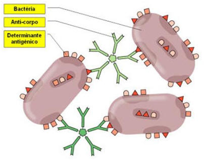 Fig.18: Determinantes antigénicos numa bactéria