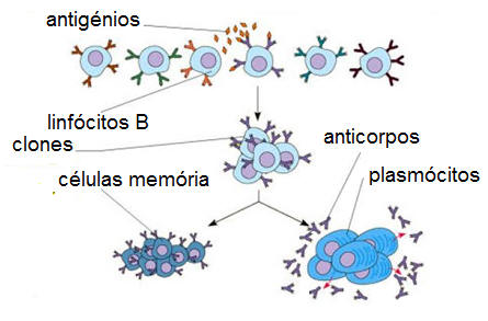 Fig.16: Expansão clonal de linfócitos B em plasmócitos e células-memória