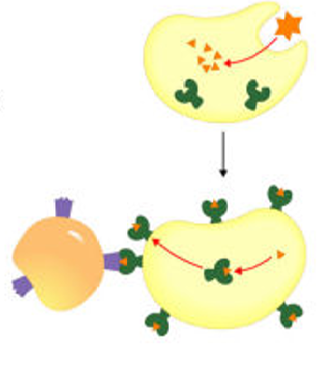 Fig.20: Ativação dos linfócitos T pelas células apresentadoras