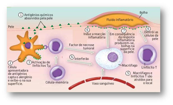 Fig.21: fases da evolução dos linfócitos T
