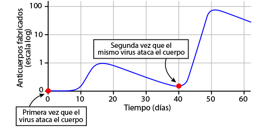 Fig.25: Evolução do número de anticorpos ao longo do tempo