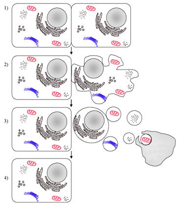 Fig.22: Vigilância imunitária