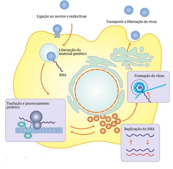 Fig.5: Ciclo de vida do vírus 