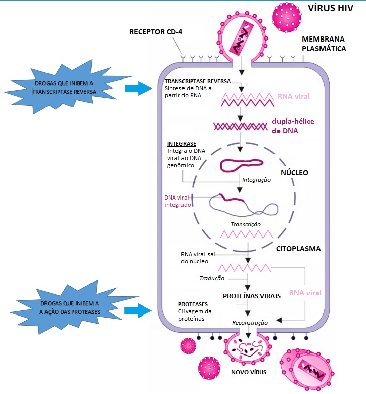 Fig.36: Ciclo de vida do HIV