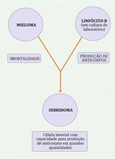 Fig.39: Fromação de Hibridomas