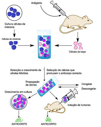 Fig.40: Produção de anticorpos monoclonais